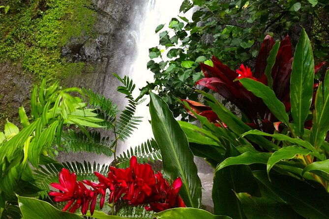 Half-Day Guided Hike to Afareaitu Waterfall - The forest trail and its old Polynesian sites
