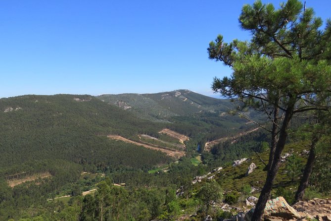 Half-day Hike & Picnic with Dog Love in Porto's Mountains - Walking the Serras do Porto Park trails