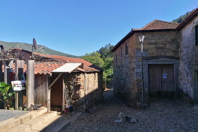 Half-day Hike & Picnic with Dog Love in Porto's Mountains - What the $59.28 price includes