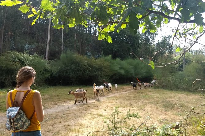 Half-day Hike & Picnic with Dog Love in Porto's Mountains - Who should book this Porto mountain walk?