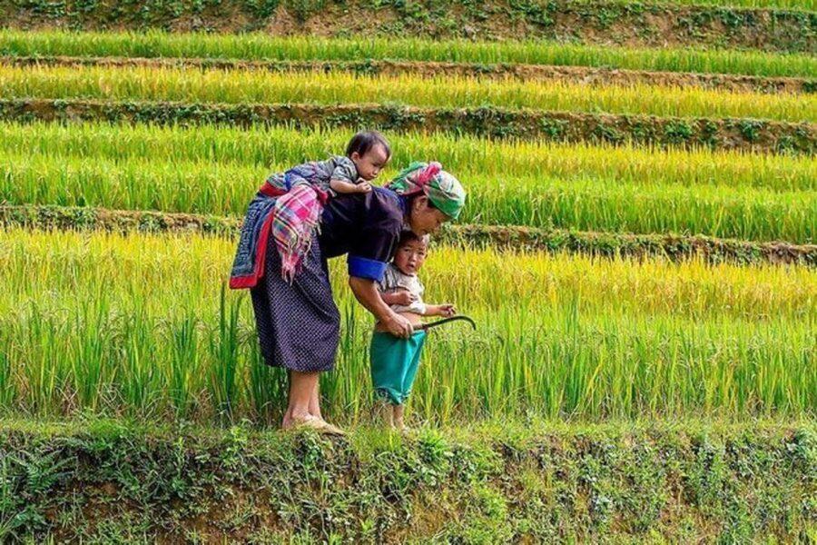 Hanoi: 2-Day Sa Pa Guided Village & Homestay Trekking Tour - Y Linh Ho to Lao Chai: terraces and mountain views