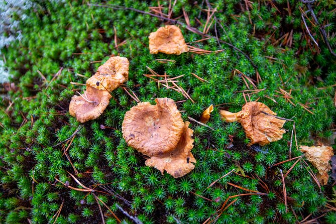 Helsinki: Nuuksio National park hiking with campfire lunch - What the $139.13 price includes