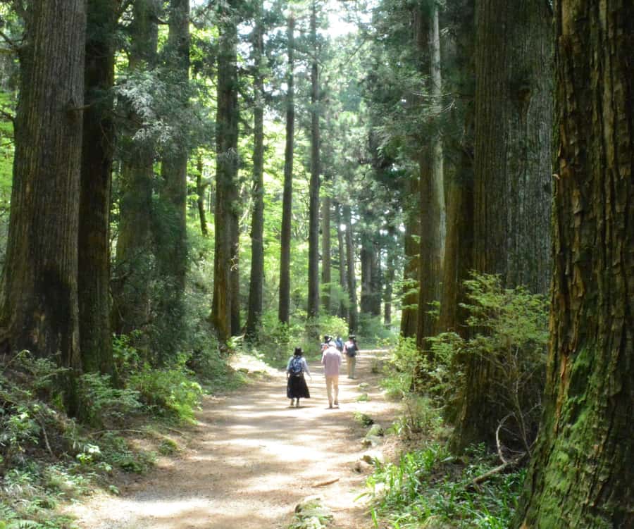 Hike Hakone Hachiri Japan Heritage Area - What Tony adds to the experience
