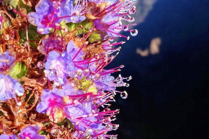 Hike in Laurisilva Levada do Rei - Madre of Life small Group guided walk - Booking, pickup, and cancellation details