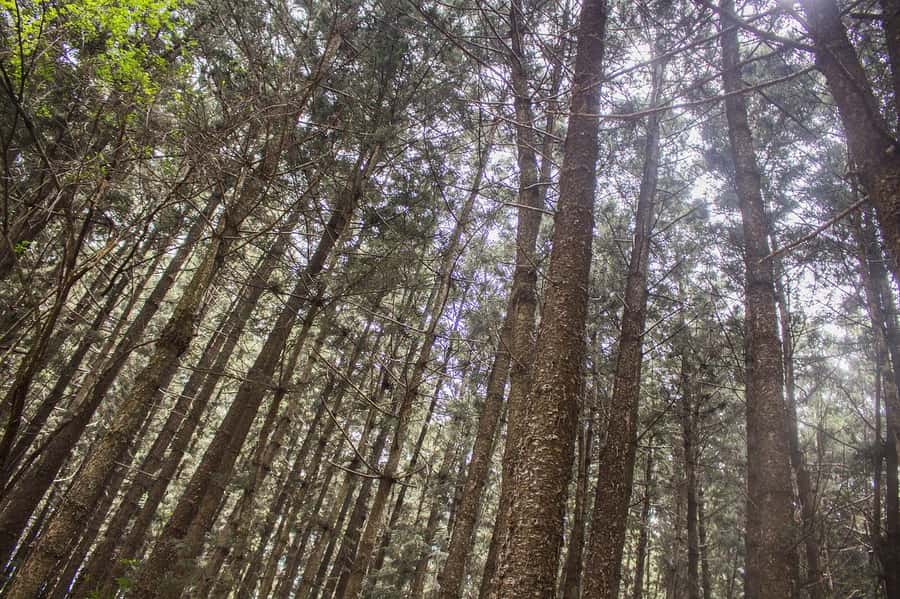 Hike in The Karura Forest - Key points at a glance