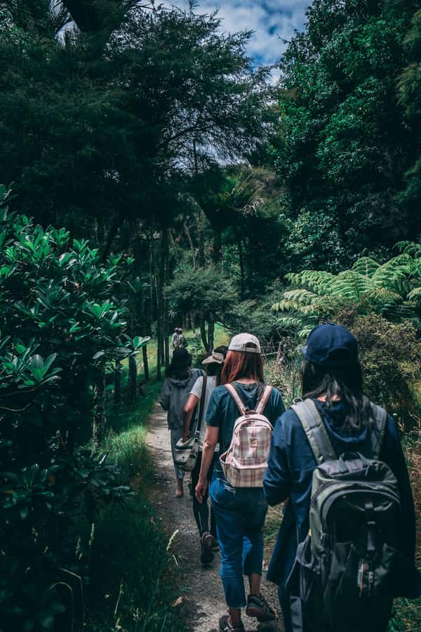 Hike in The Karura Forest - Three hours among trees, roots, and birds