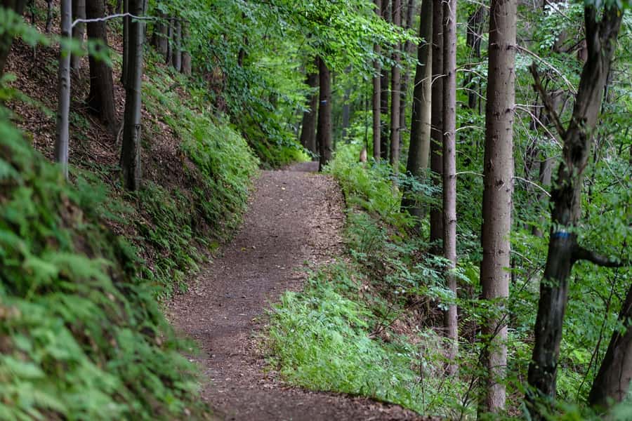 Hike in The Karura Forest - Is $41 fair for four hours?
