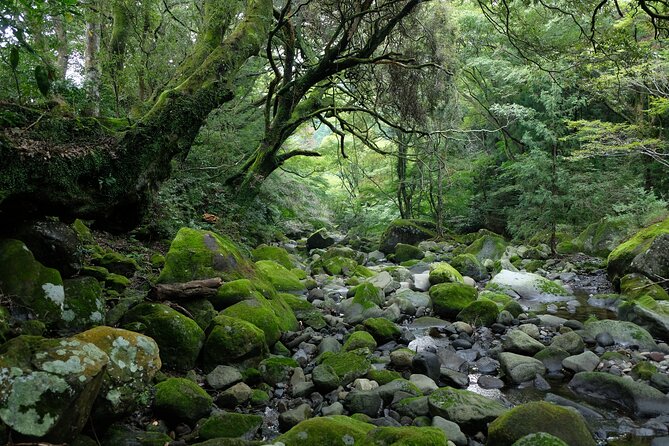 Hike Japan Heritage Hakone Hachiri (Half Day) - What the $114.95 price buys you