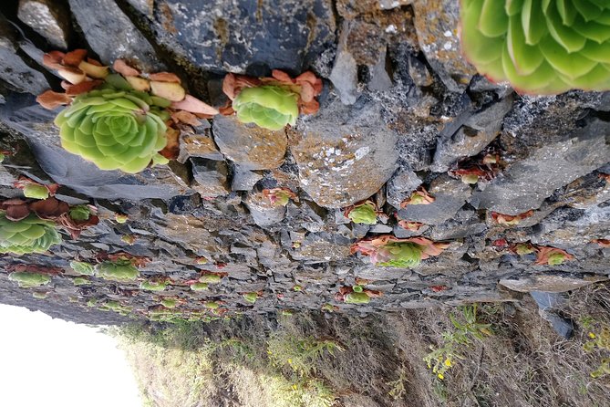 Hike Larano, Boca do Risco Porto da Cruz Levada in a small group - Is the Larano hike worth booking?