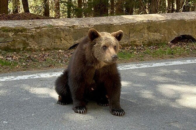 Hike to Poenari Fortress, Vidraru Dam, Argeș Monastery - Private - Mountain views and possible bear sightings