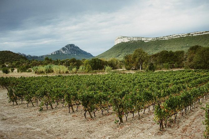 Hike & wine at the top of "Pic Saint Loup" - Key points at a glance