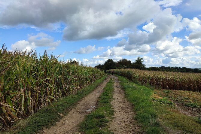 Hiking Adventure in Van Gogh's Footsteps with 6 miles walk - Walking through Van Gogh’s Auvers