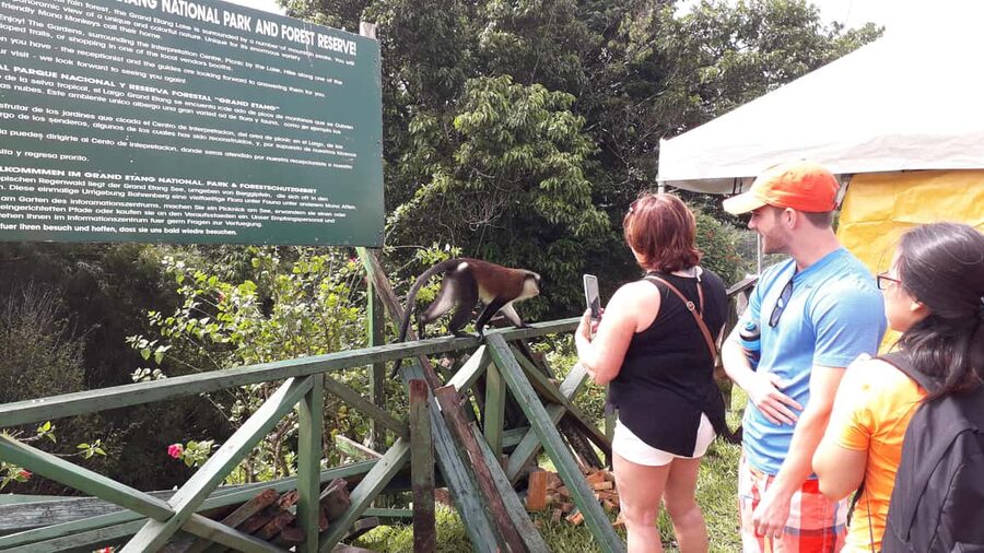Hiking Adventure Through Grand E'tang RainForest - From Your Hotel to Grand Etang National Park
