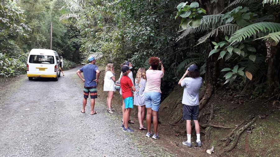 Hiking Adventure Through Grand E'tang RainForest - Looking for Monkeys, Boas, and Forest Birds