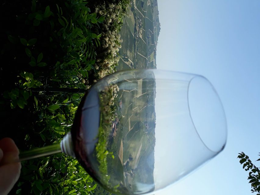 Hiking and wine tour starting from Alba - Should you book it?