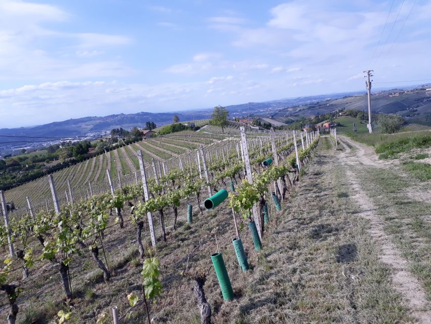 Hiking and wine tour starting from Alba - Is $80 a fair price?