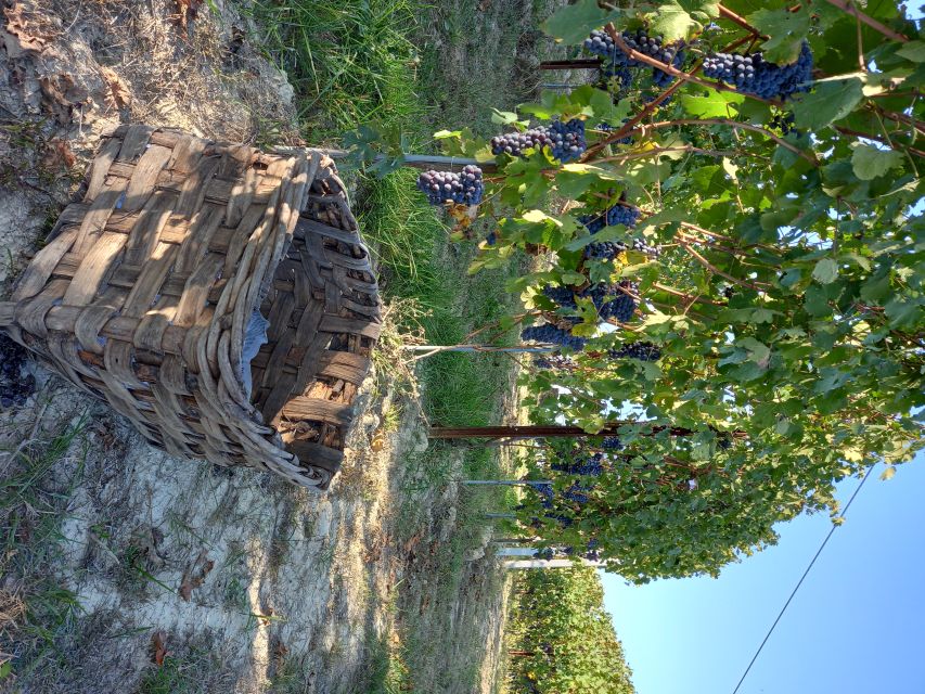 Hiking and wine tour starting from Alba - Who should book this Alba wine walk?