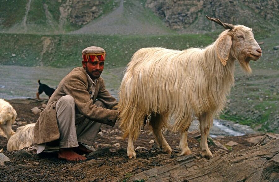Hiking Day Tour to Triund from Dharamshala - Who will get the most from this tour?