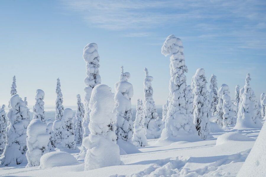Hiking in Riisitunturi National Park with Photographer - A 5-kilometer walk through winter scenery