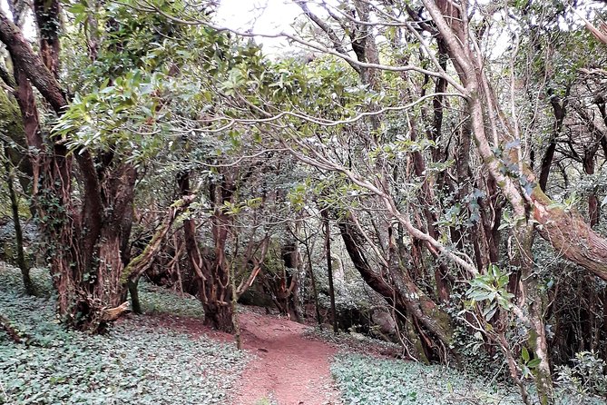 Hiking in Sintra-Cascais Natural Park - Key points to know before you book