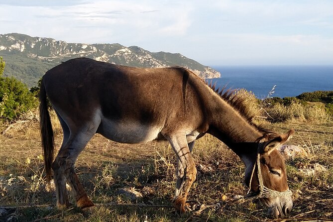 Hiking in the Olive Groves,Villages,Sunset,with Swim Stop - What the $72.25 price gives you