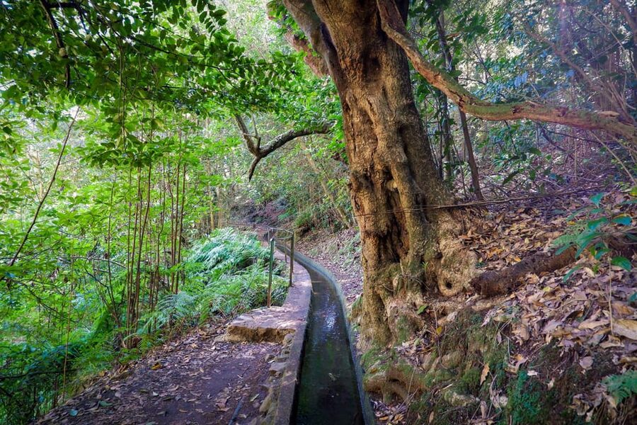 Hiking Madeira: Levada do Rei and the Majestic Laurissilva - Guides, languages, and the group experience