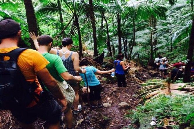Hiking Mount Liamuiga Volcano in St Kitts - Key points before you book