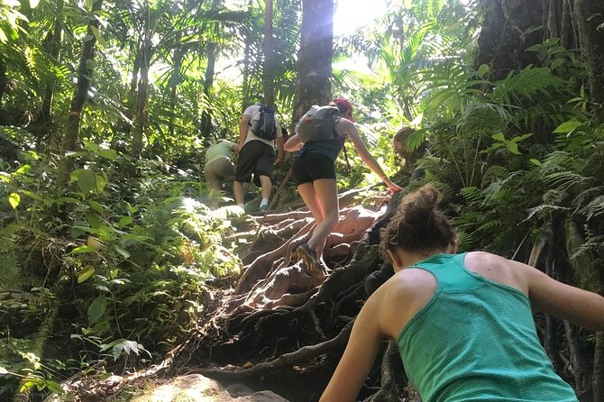 Hiking Mount Liamuiga Volcano in St Kitts - Is $100 a fair price?