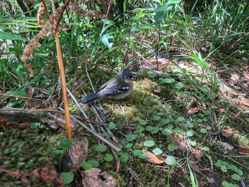 Hiking Trip with a Local - A full day built around Madeira’s best trails