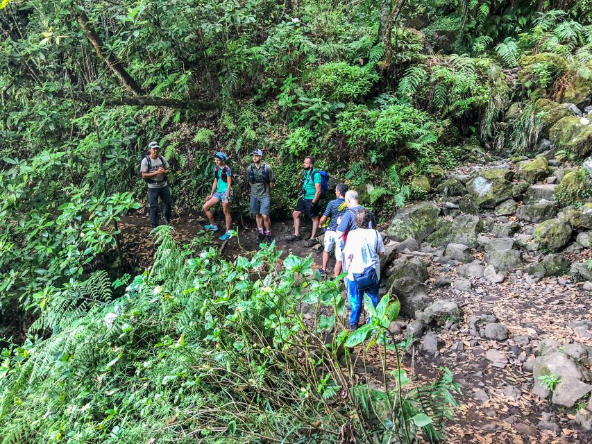 Hiking Trip with a Local - Thursday: Fanal’s ancient forest