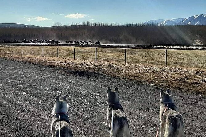 Hiking with Husky in Akureyri (private) - Key points about the Akureyri husky hike