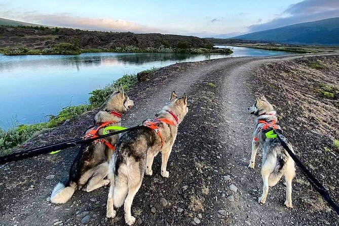 Hiking with Husky in Akureyri (private) - Forest, shoreline, and open views near Akureyri