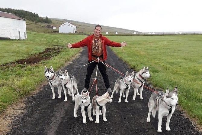 Hiking with Husky in Akureyri (private) - Time to meet the rest of the pack