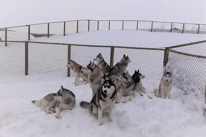 Hiking with Husky in Akureyri (private) - How the private price works for your group