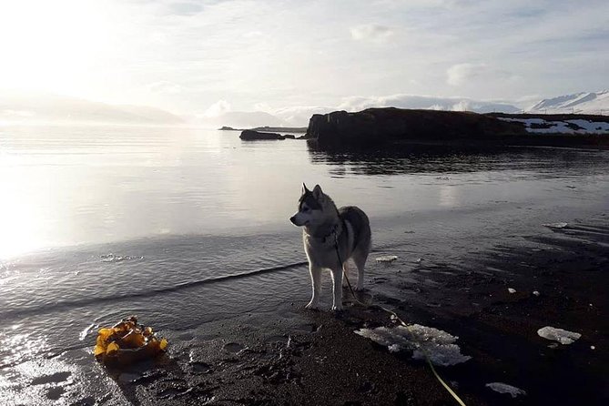 Hiking with Husky in Akureyri (private) - Choosing a dog and setting out on foot