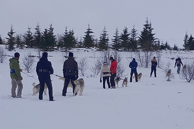 Hiking with Husky in Akureyri - Choosing a husky for the walk