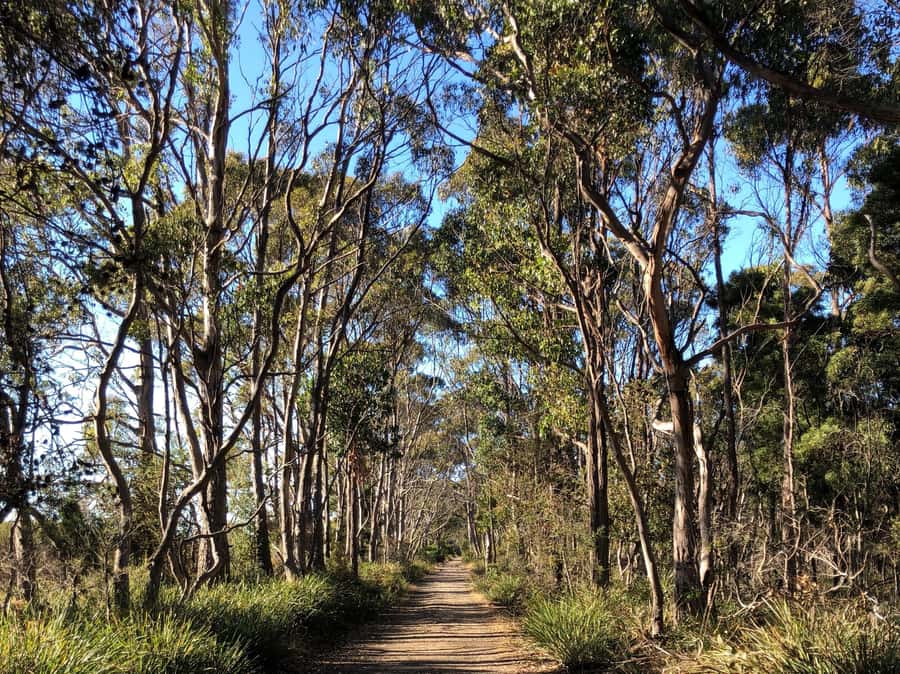 Hobart: Bruny Island Adventure: Hike, Highlights & Tastes - Two Tree Point and a flexible Adventure Bay lunch