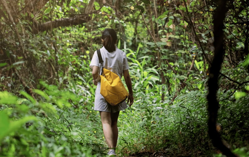 Huatulco: National Park Hiking and Snorkeling Tour - The 45-minute trail through the jungle