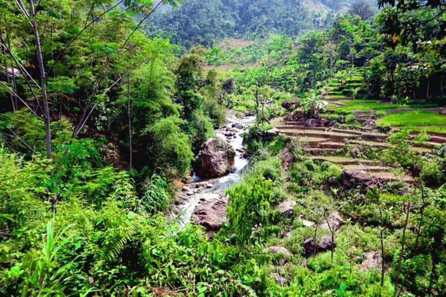 Jakarta: Botanical Garden & Rainforest Trekking to Waterfall - What the $101 price really covers