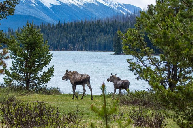 Jasper Wildlife and Sightseeing Tour with Maligne Lake Hike - What the six-hour Jasper tour is really like