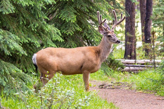 Jasper Wildlife and Sightseeing Tour with Maligne Lake Hike - Lunch: bring it, buy it, or plan carefully
