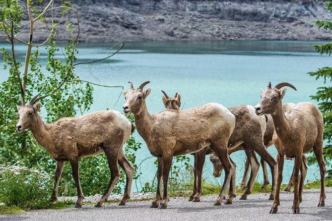 Jasper Wildlife and Sightseeing Tour with Maligne Lake Hike - Pickup details that can save you a rushed morning