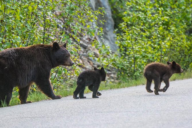 Jasper Wildlife and Sightseeing Tour with Maligne Lake Hike - Medicine Lake, limestone cliffs, and a short walk