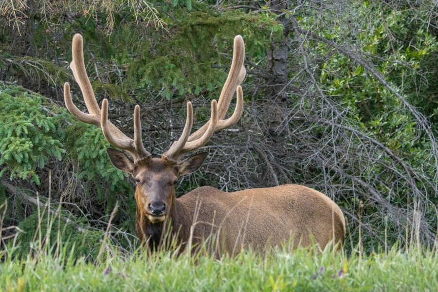 Jasper: Wildlife and Waterfalls Tour with Lakeshore Hike - Who should take this tour?