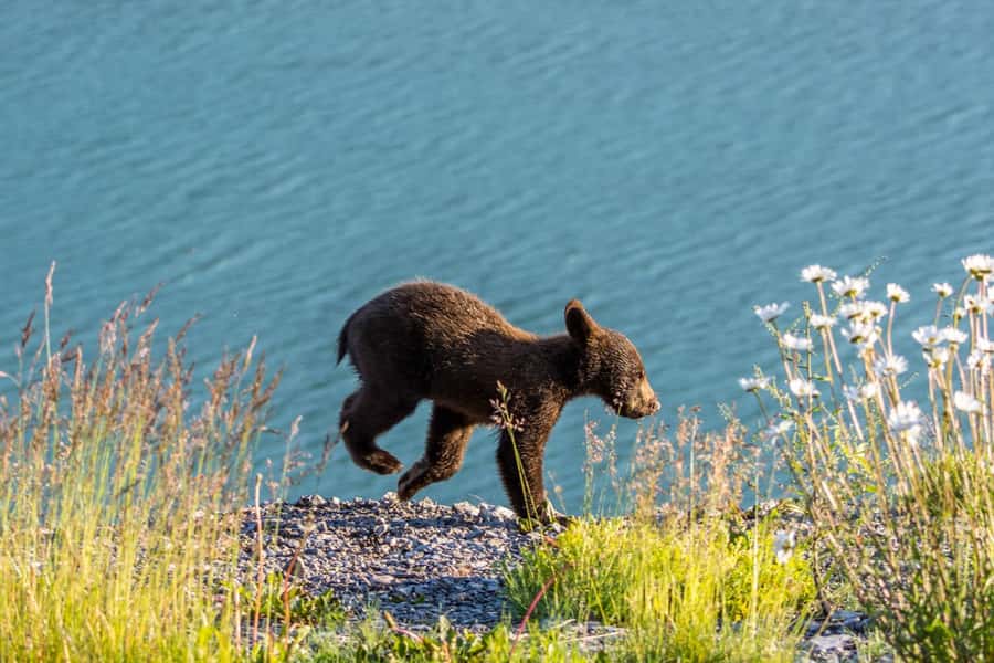 Jasper: Wildlife and Waterfalls Tour with Lakeshore Hike - Why this six-hour Maligne Valley outing works