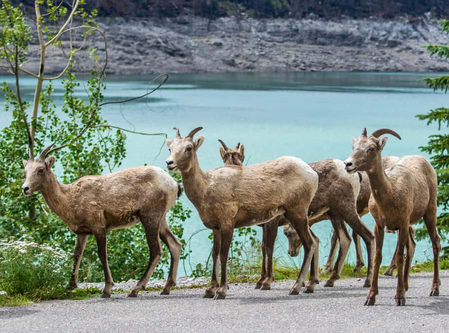 Jasper: Wildlife and Waterfalls Tour with Lakeshore Hike - The Maligne Lake walk, from Home Bay into the forest