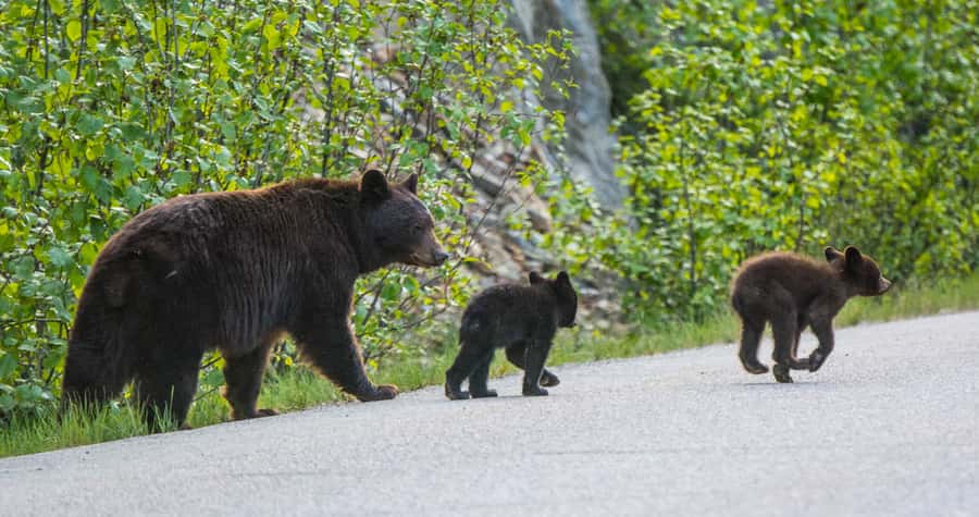 Jasper: Wildlife and Waterfalls Tour with Lakeshore Hike - Free time at Maligne Lake Day Lodge