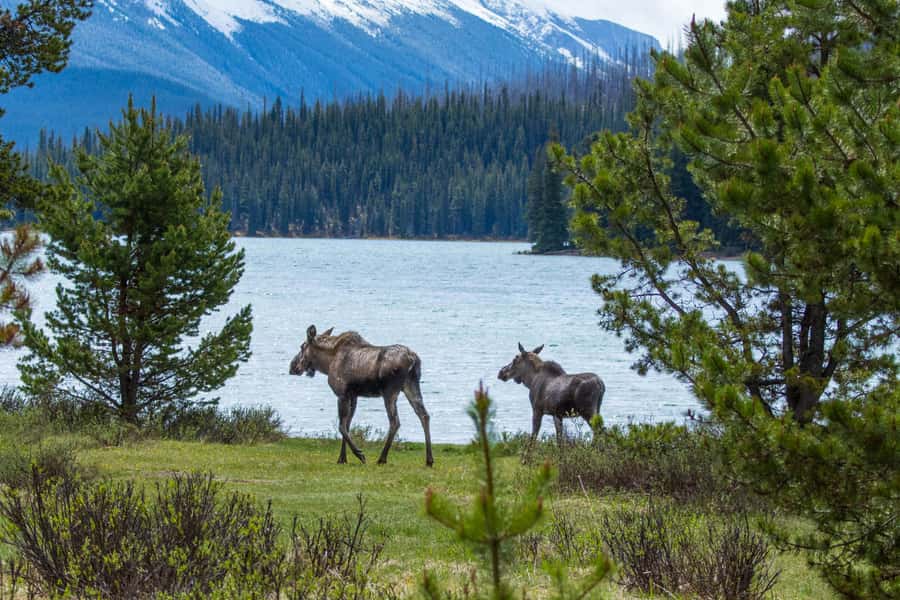 Jasper: Wildlife and Waterfalls Tour with Lakeshore Hike - The ride into the valley and the search for wildlife