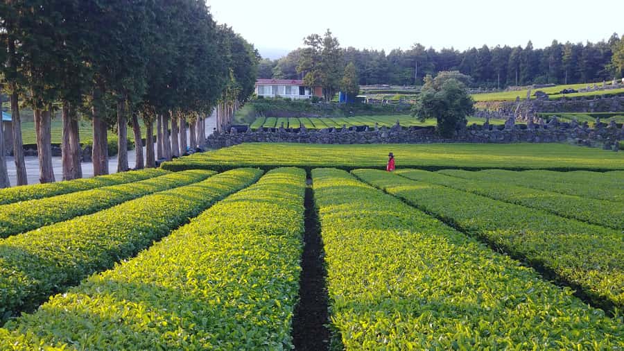 Jeju: Mt. Hallasan Hike and UNESCO Sites Day Tour - A Jeju lunch with a vegetarian choice