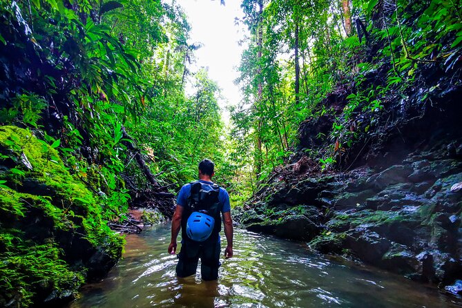 Jungle Hike with Canyoning and Rappelling in Drake Bay - Hiking beneath the primary forest canopy